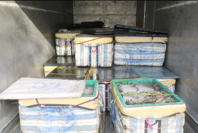 Công an Bạc Liêu bắt quả tang xe tải vận chuyển hơn 01 tấn tôm bơm tạp chất